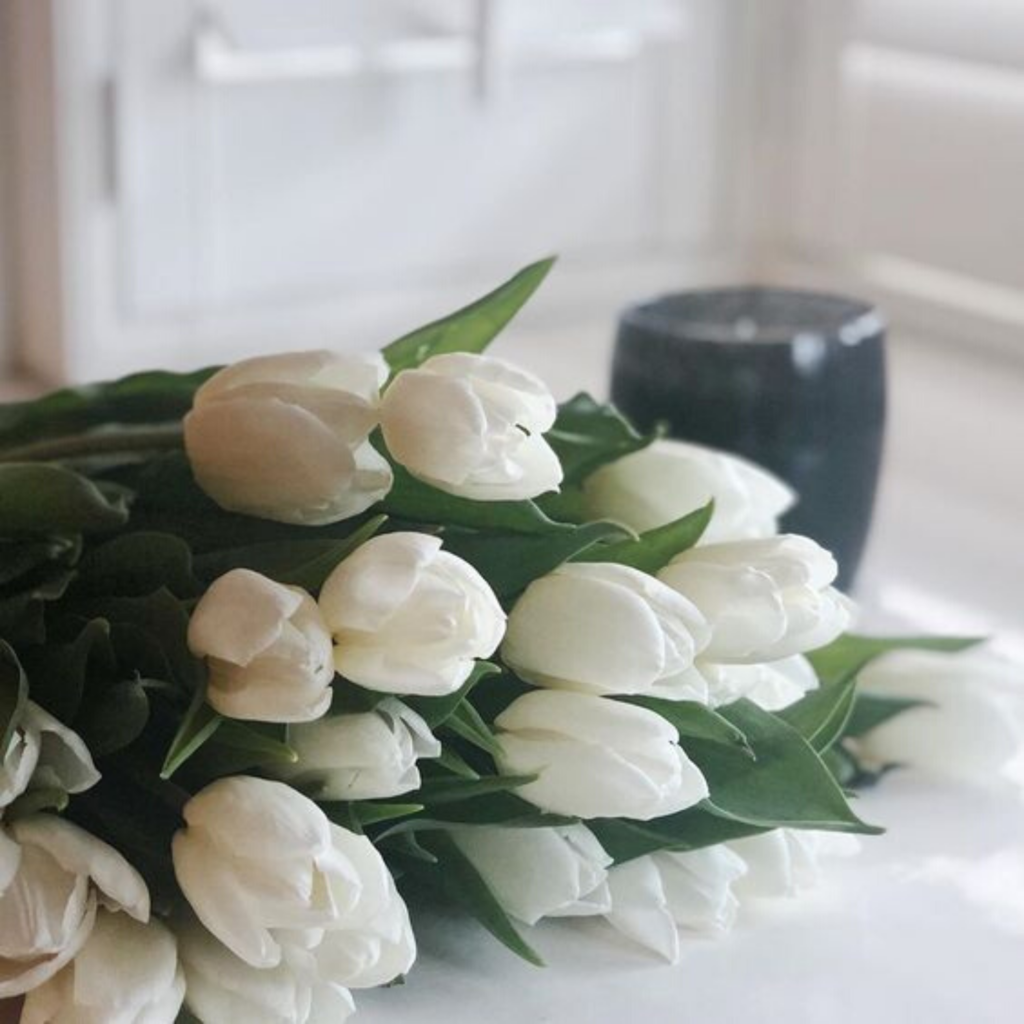 bouquet of white tulips with a white background
