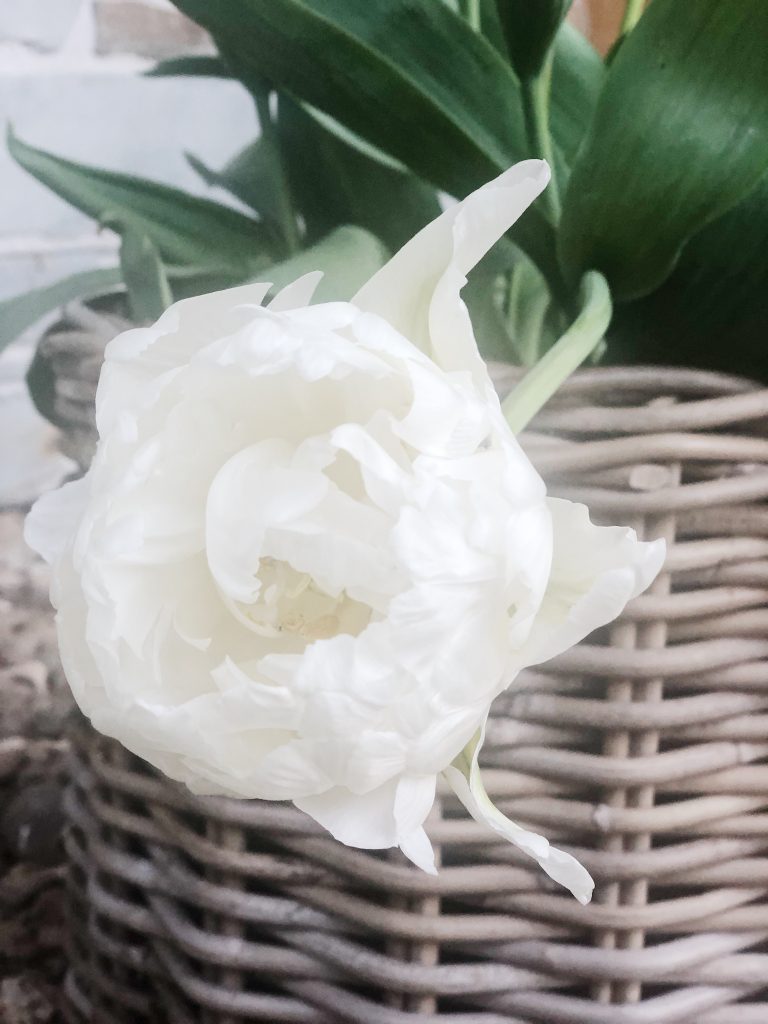 Gardening is good for the soul - white roses 