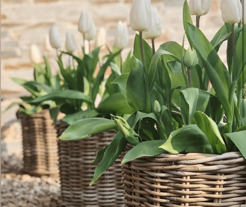 Gardening Is Good For The Soul; Your Questions Answered