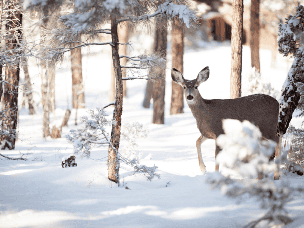 boost immune system winter outdoor walks and exercise