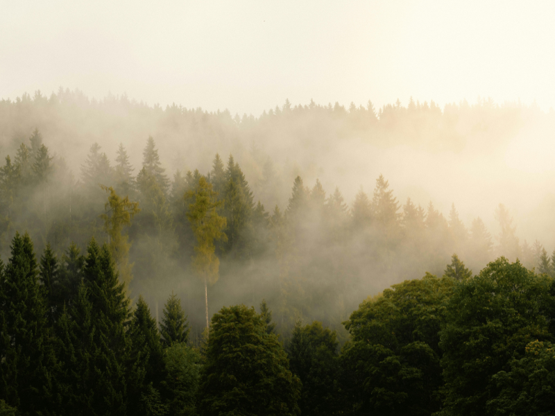 calm view of forest, green for calm and stress management