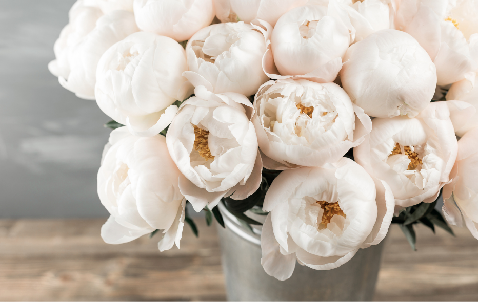 beautiful bucket of pale pink peonies. 