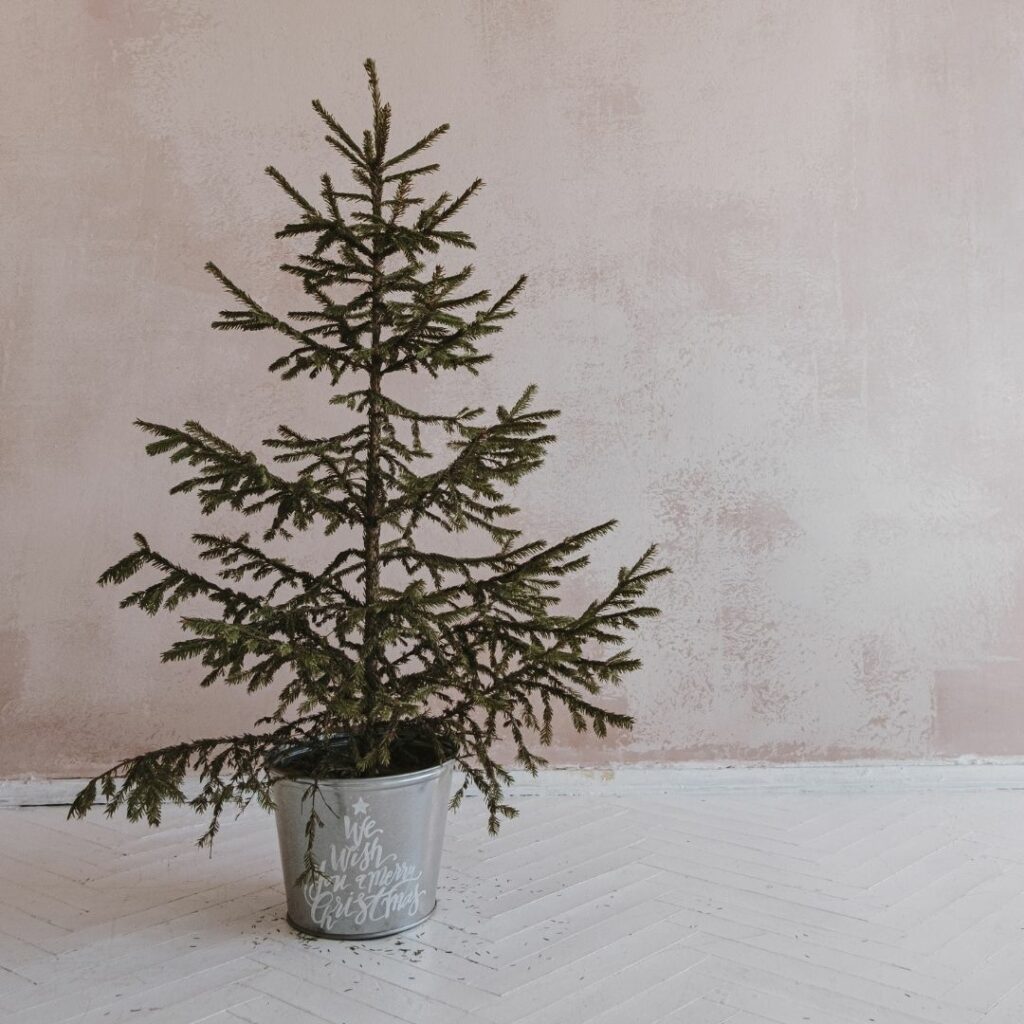 Christmas tree without decorations. 