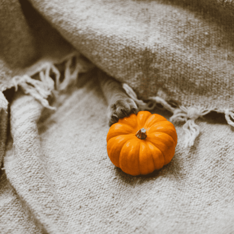 pumpkin season; tiny orange pumpkin on a natural hessian cloth. if you look closely, you'll see a little kitten paw! 